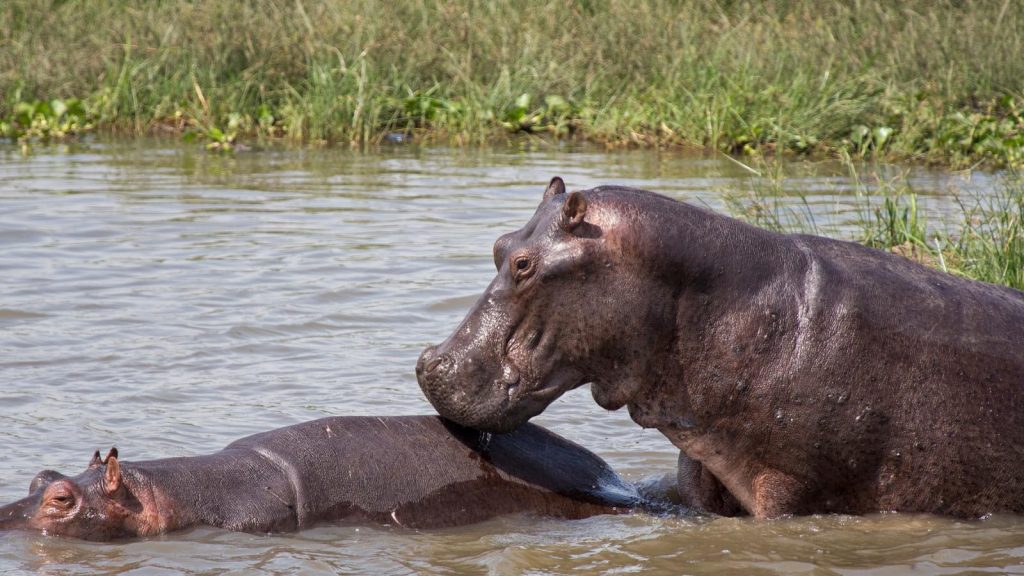 Henrietta’s Visit to Murchison Falls in Uganda