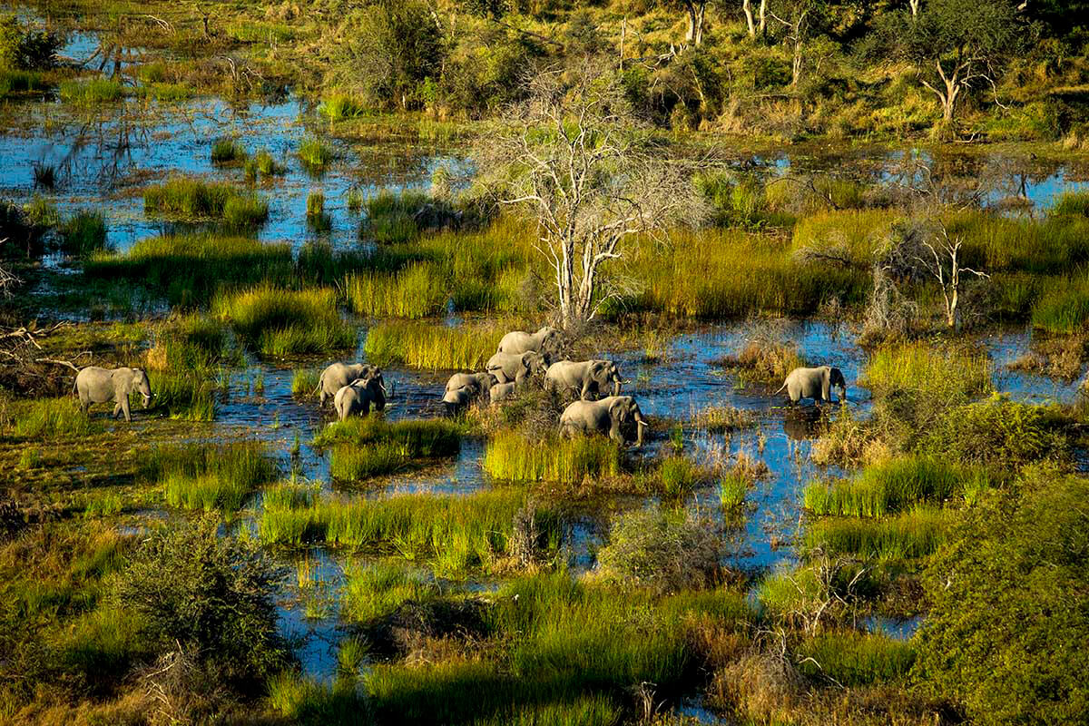 Elephants in Botswana