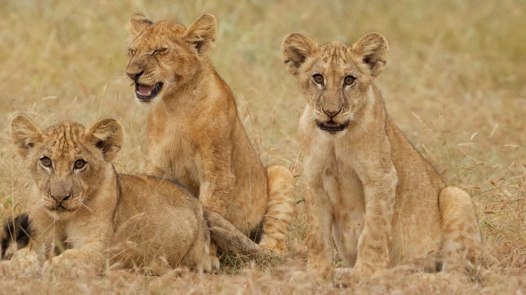 Four Days in the Selous
