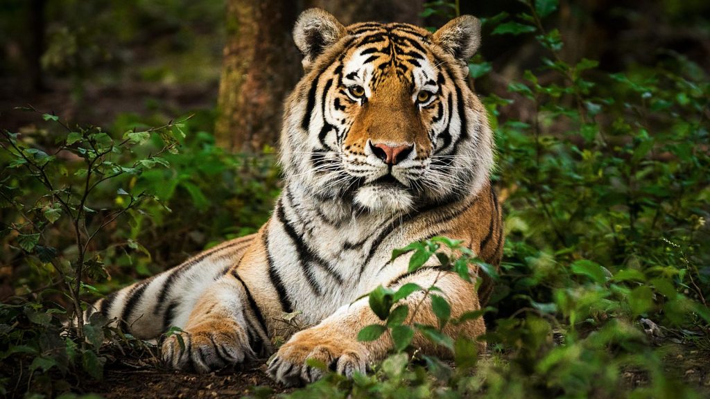 Our experience at SUJÃN Sher Bagh, Ranthambore
