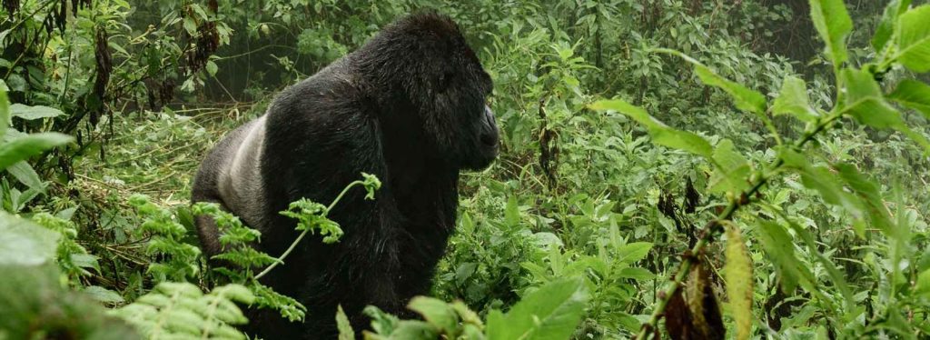 Dos and Don’ts for gorilla trekking