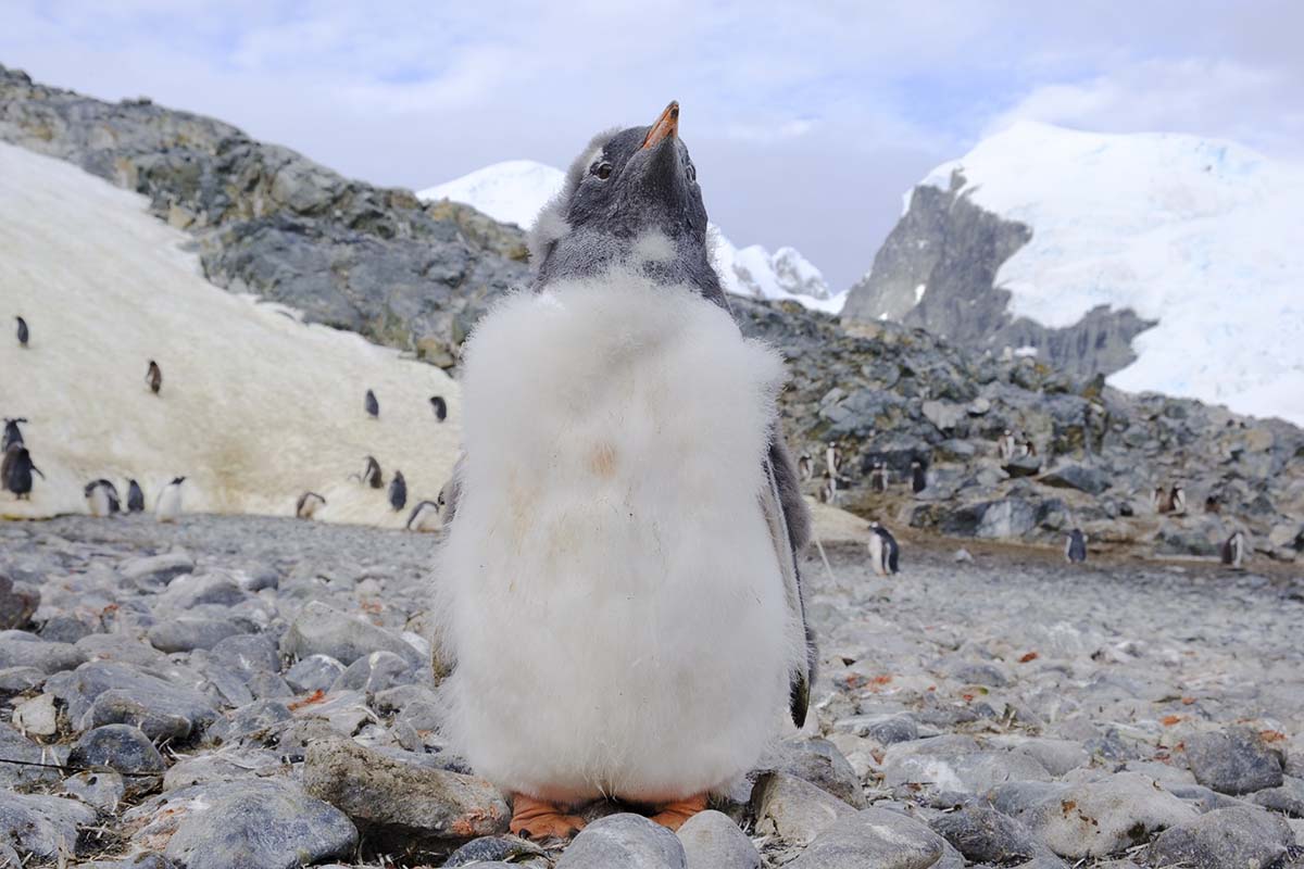 Sarah Antarctica