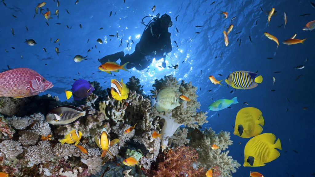 Diving in Egypt’s Sharm el Sheikh