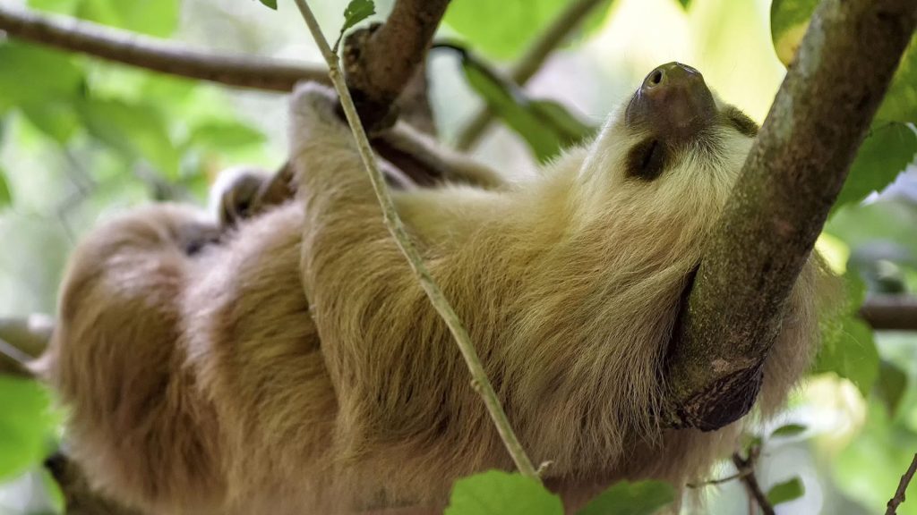 The best places to spot Costa Rica’s amazing wildlife