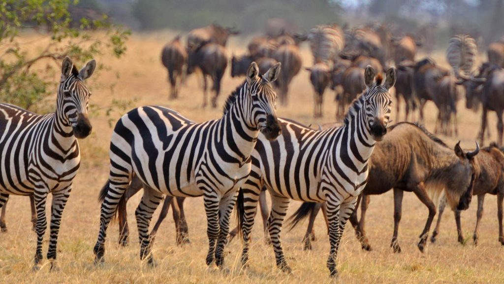 Lodge or tented camp: where should you stay in the Serengeti?