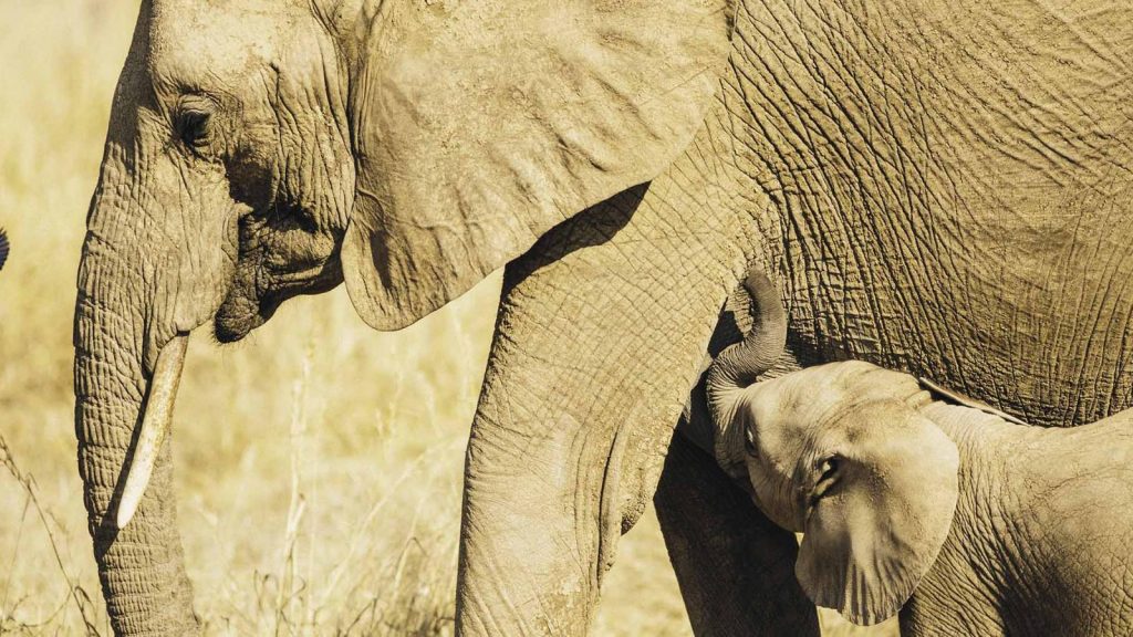 What is the allure of Ruaha National Park?