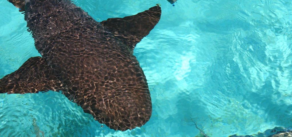 Portfolio: Why you should travel to Belize
