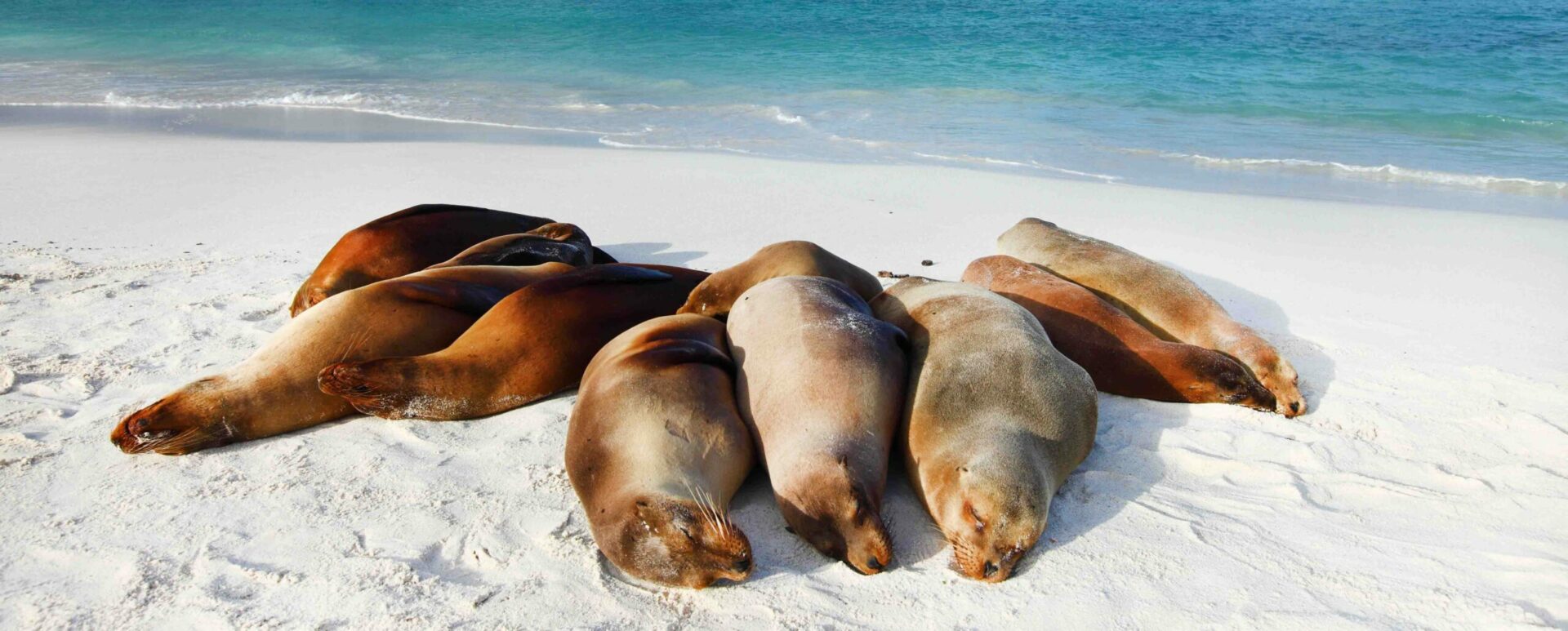 Why we love the Galápagos