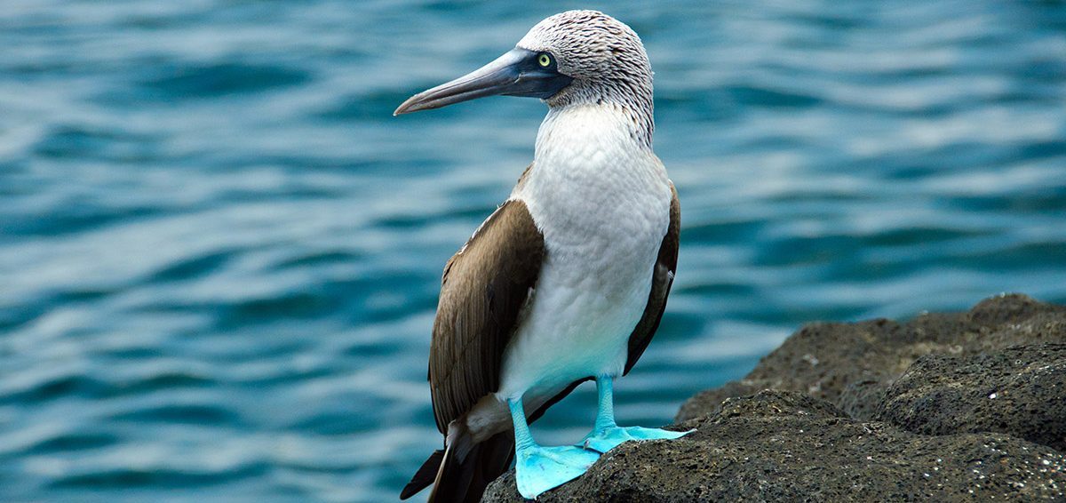 A trip to the Galapagos will allow you to see a close up of bird species