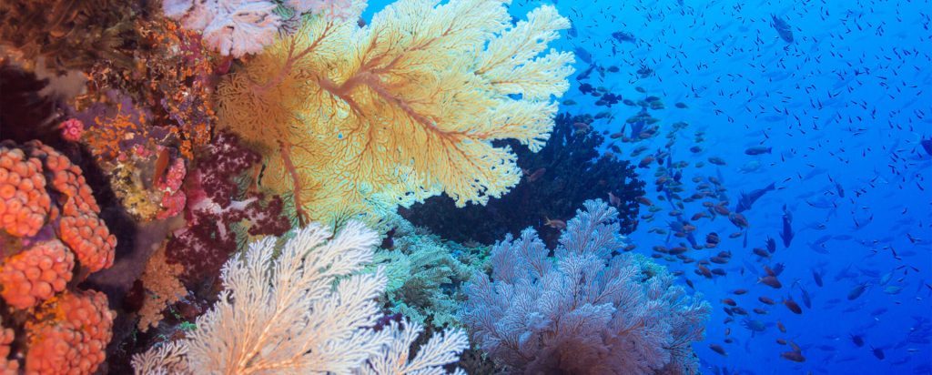 There is hope for Indonesia’s coral reefs