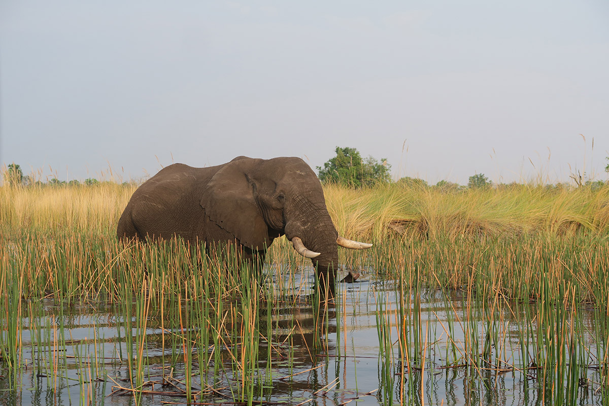 Exploring Botswana's Okavango Delta with children