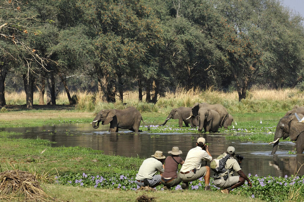 A safari guide’s guide to a walking safari: eight reasons to get out in the bush on foot