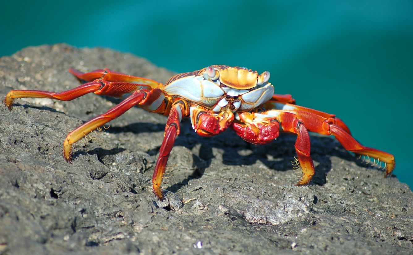 Sally Light Foot Crab Galapagos, Ecuador
