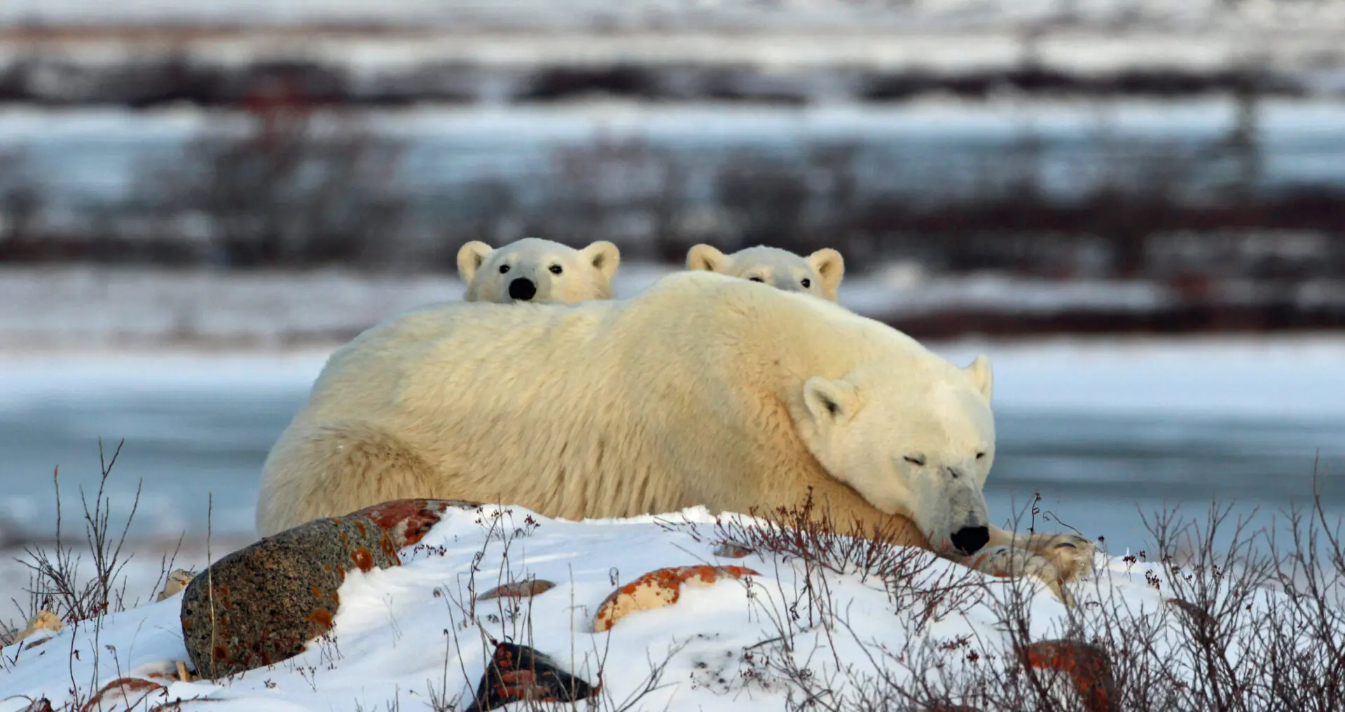 Luxury Trip to Churchill Polar Bear Passage - cazenove+loyd