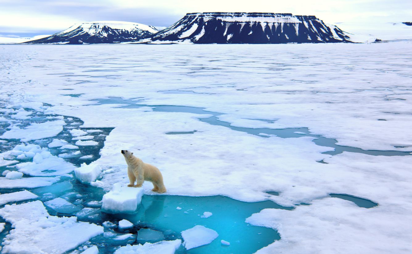 Polar bears in Svalbard