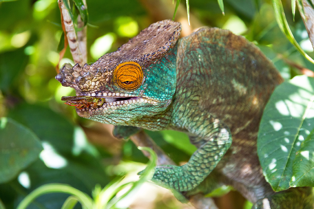10 amazing wildlife species to spot in madagascar