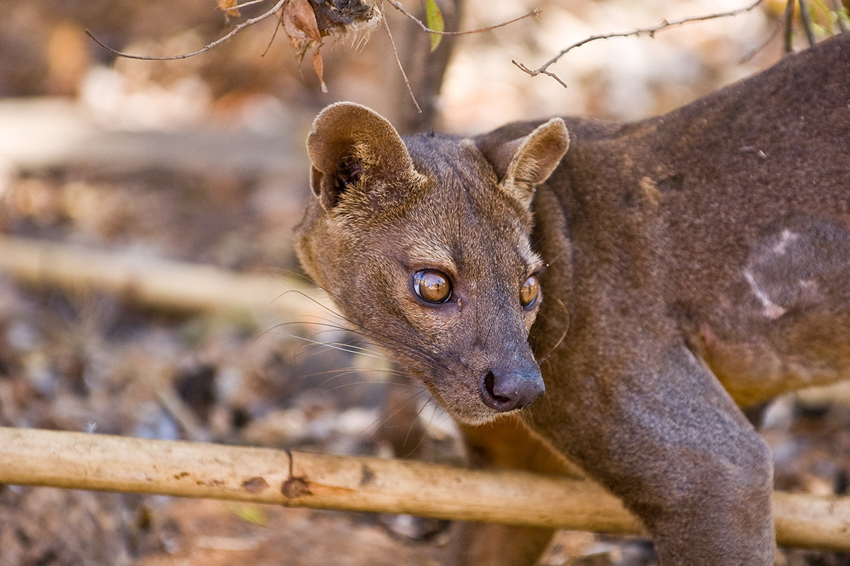 10 amazing wildlife species to spot in Madagascar