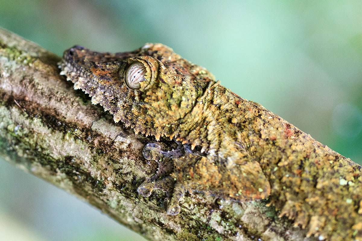 10 amazing wildlife species to spot in Madagascar
