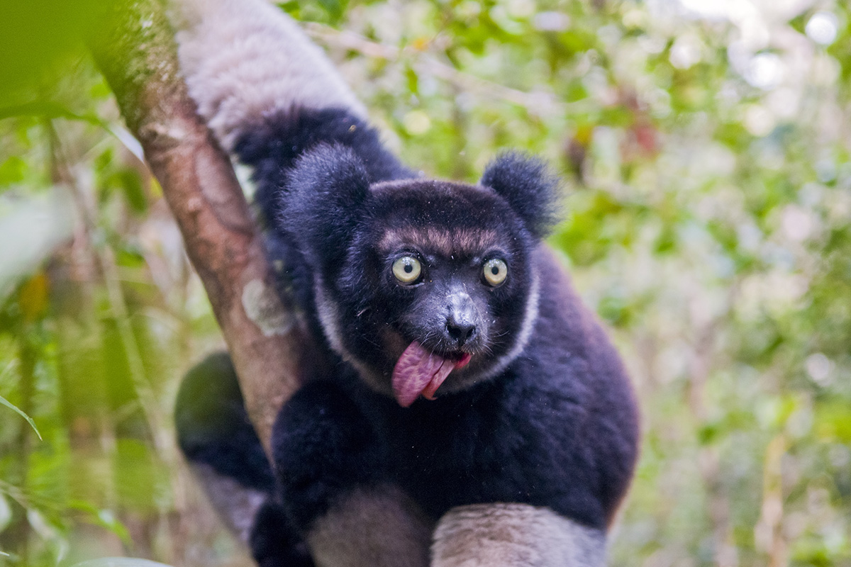 10 Amazing Wildlife Species to spot in Madagascar