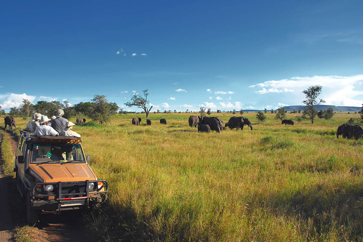 4x4 African bush game drive, c+l is a responsible travel company