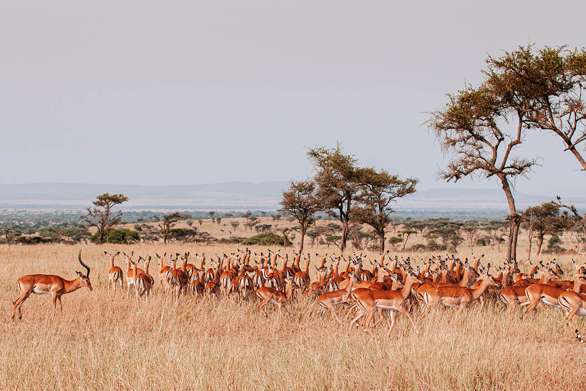 A herd of Impala during the great migration, Southern Serengeti, Tanzania