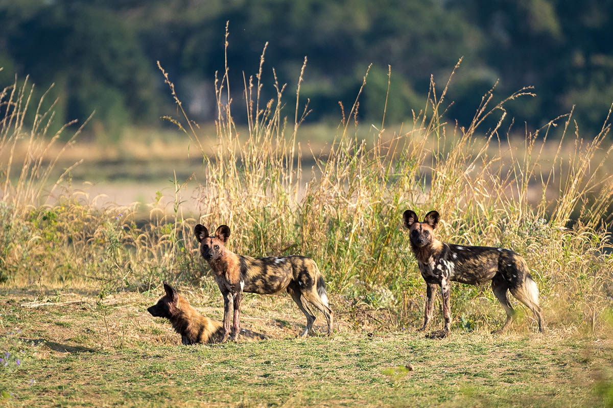 African Wild Dogs in South Luangwa photo credit Robin Page