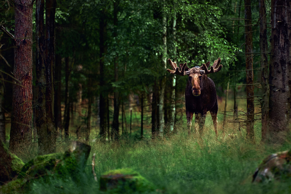 Moose in deep forest of Sweden
