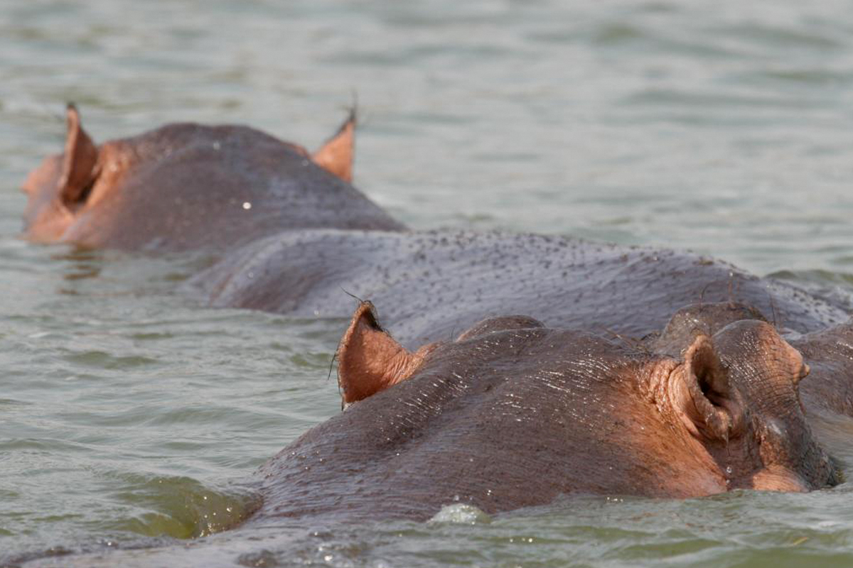 Hippo in Uganda