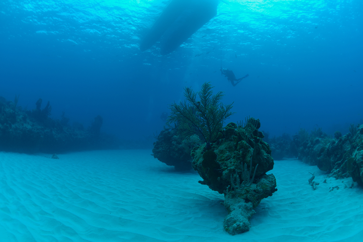 Diving in Turks and Caicos
