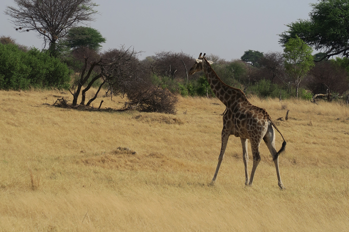 Giraffe in Zambia on safari
