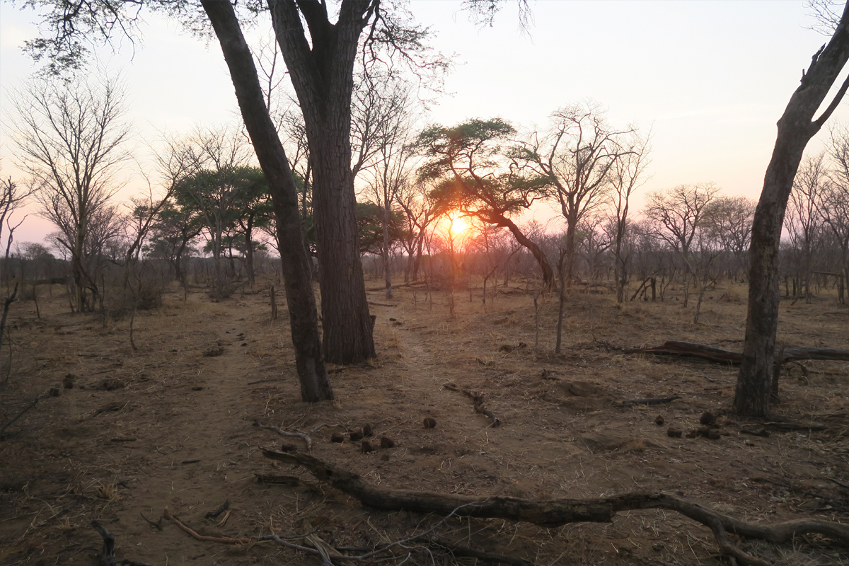 Safari in Hwange Zambia