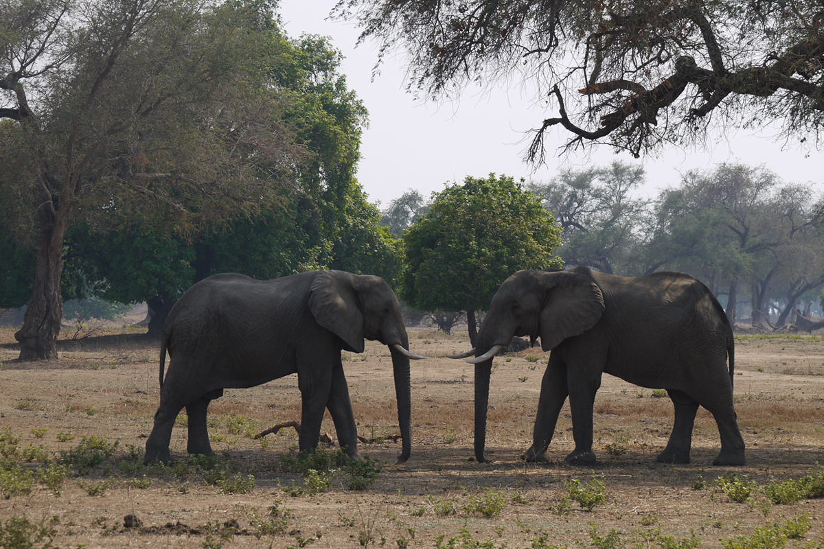 Elephant Mana Pools Zimbabwe