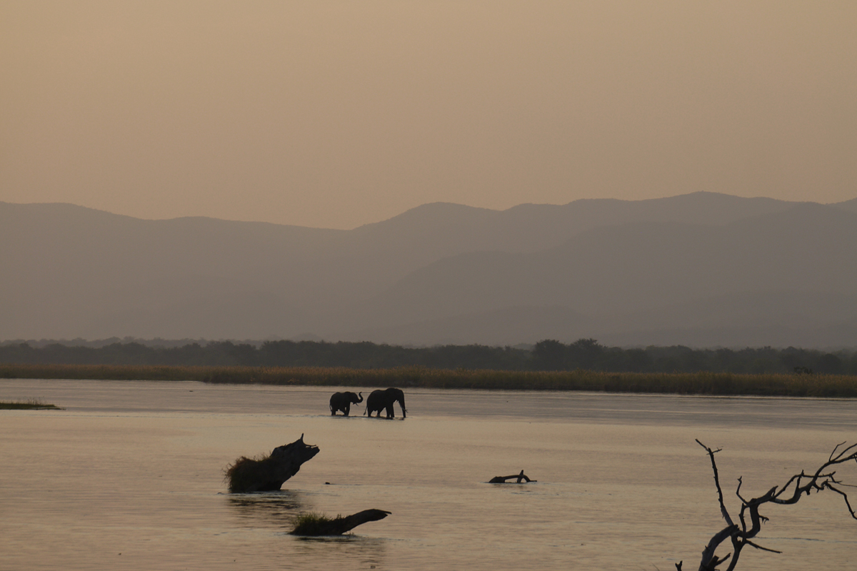Elephants at sunset in Zimbabwe