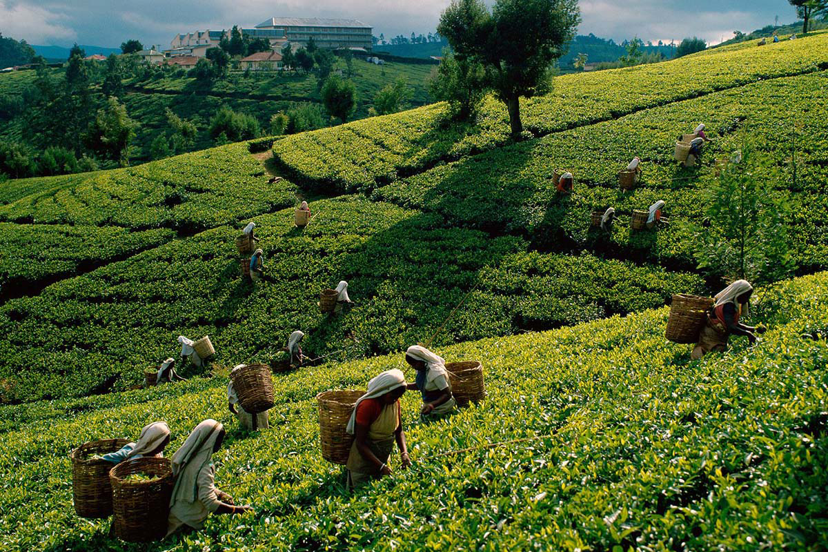 Tea picking in Sri Lanka