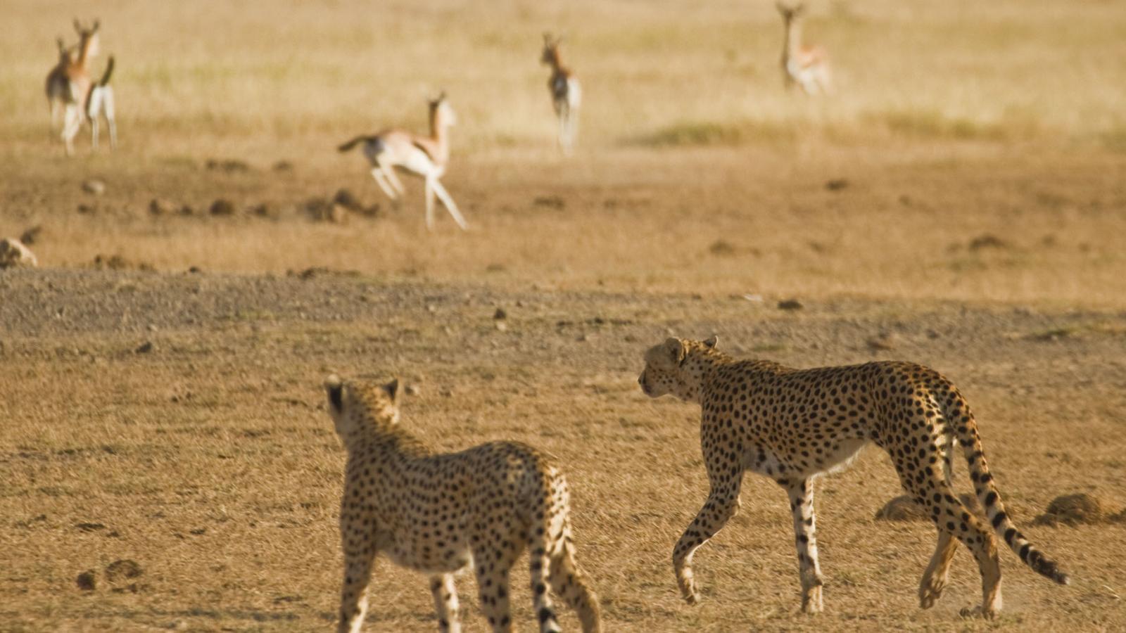 Cheetah action in Amboseli, Kenya