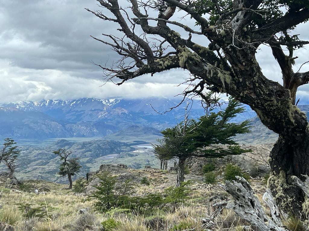 Tracking Patagonia pumas in Chile Patagonia