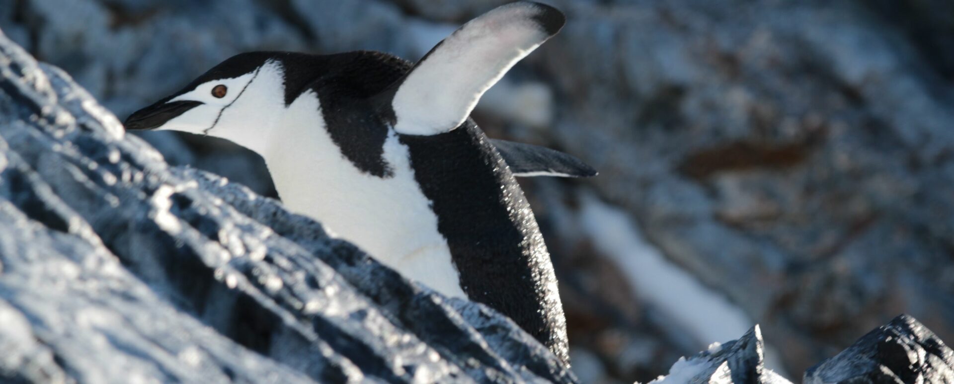When is the best time to visit Antarctica and see the Chinstrap penguin