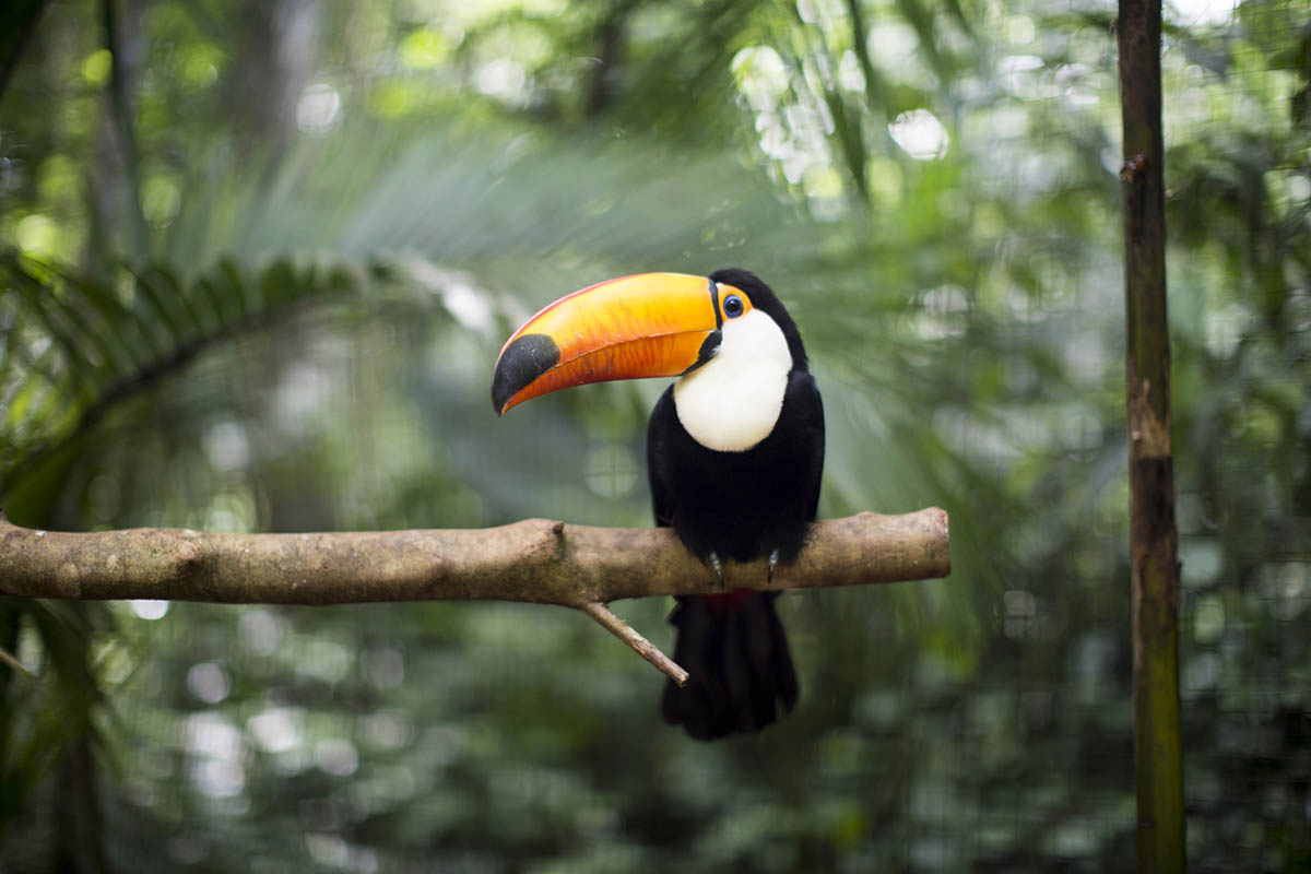Costa Rica Wildlife, 10-day honeymoon in Costa Rica
