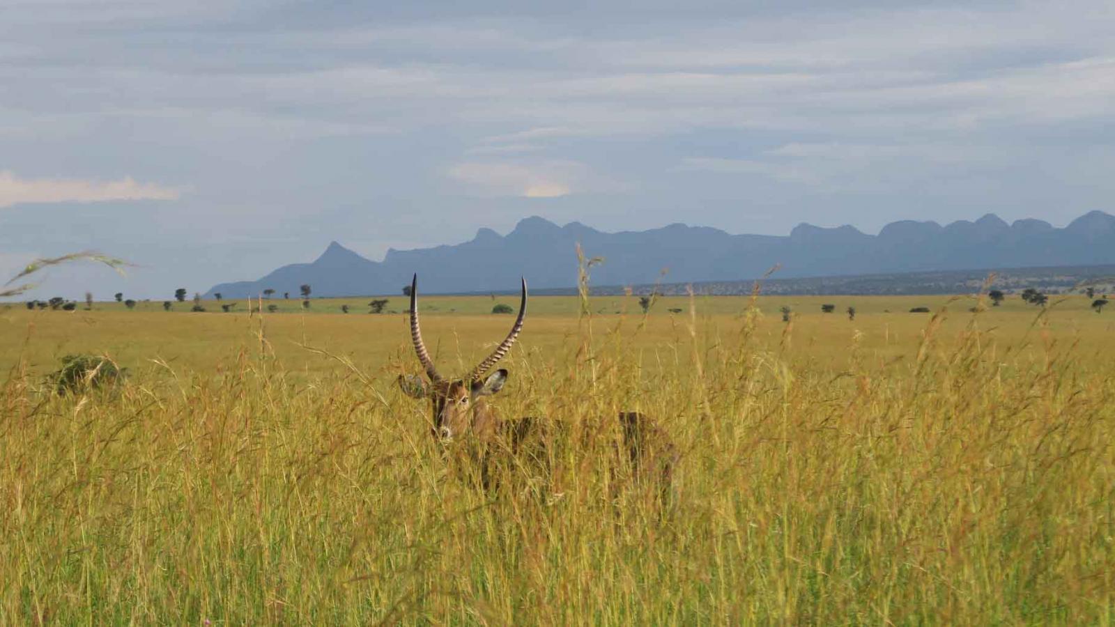 Discover Kidepo Valley National Park, Uganda