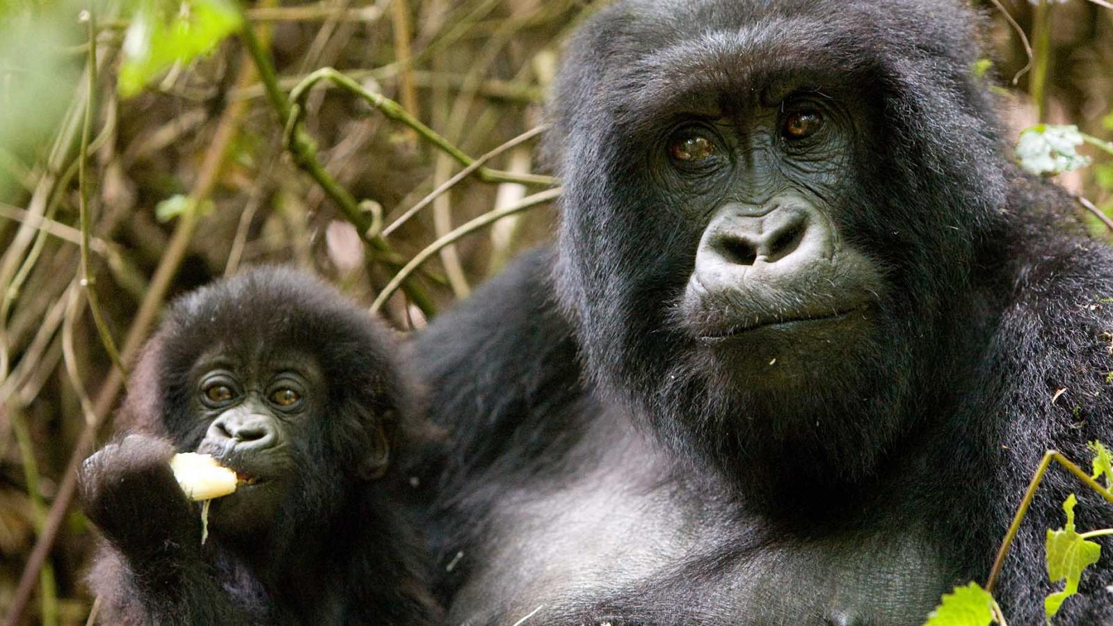 Discovering the Mountain Gorilla in Uganda