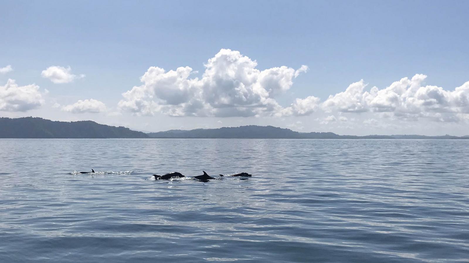 Dolphin spotting in Costa Rica's Golfo Dulce