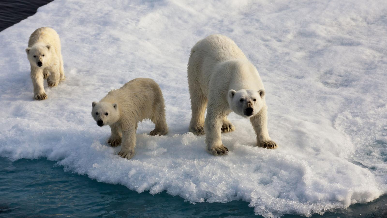 Encountering polar bears in the Arctic