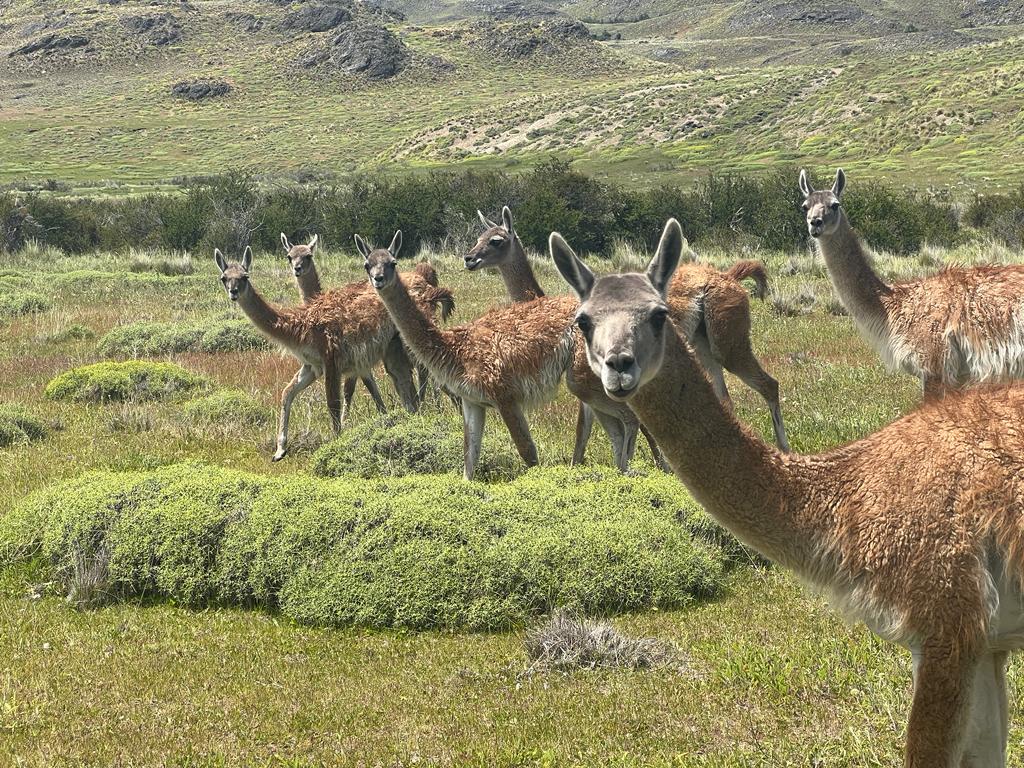 Guanacos in Patagonia's National Park