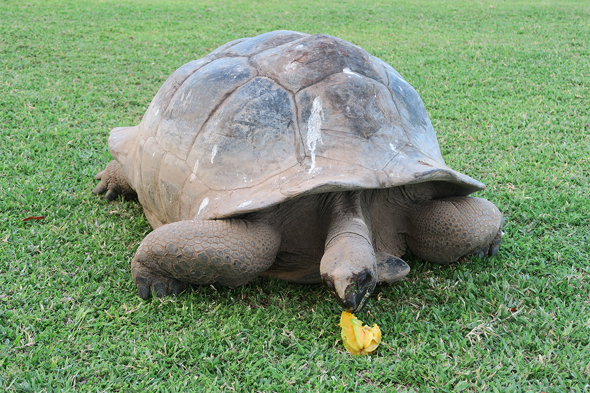 Tortoise on The North Island of The Seychelles