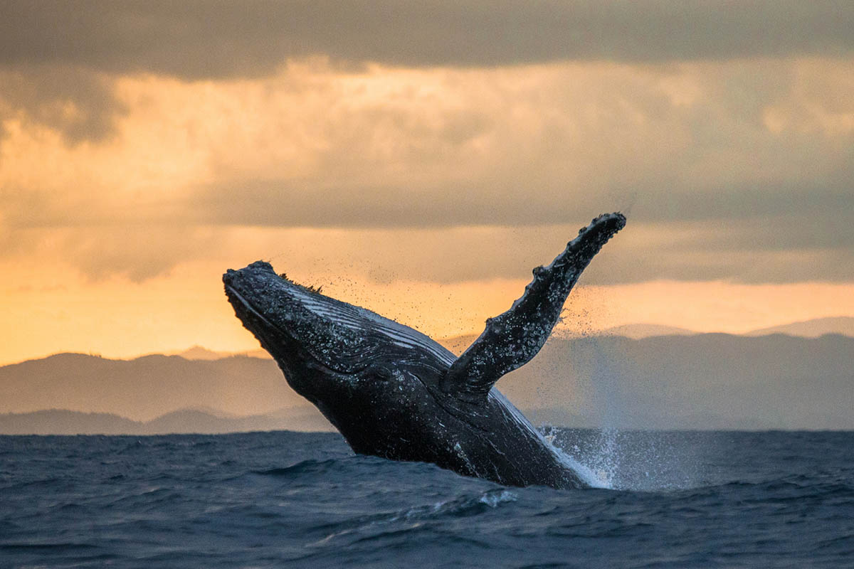 Jumping humpback whale at sunset. Madagascar