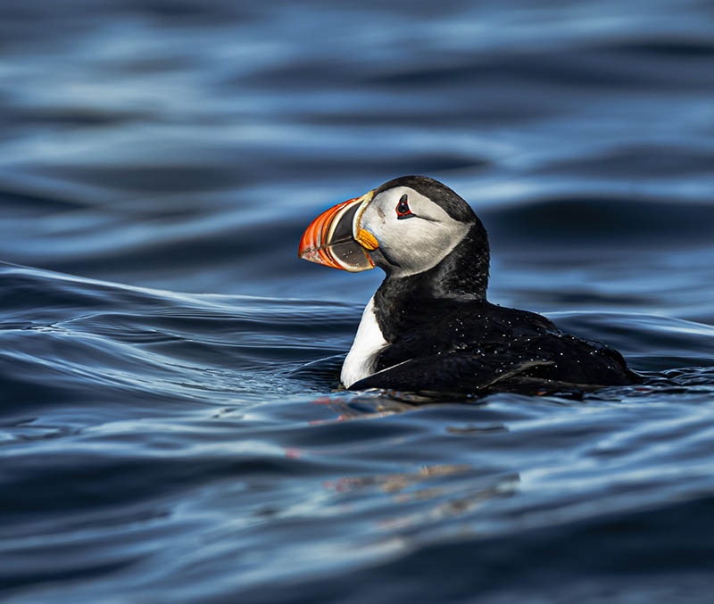June, Spotting Puffins in Svalbard
