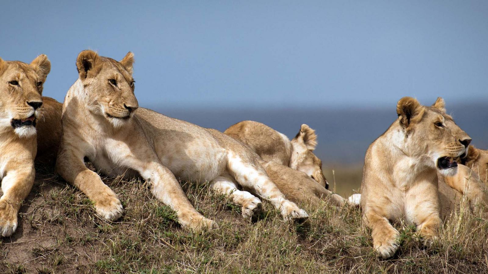 Lions in the Mara: stunning photographs from Sir David Attenborough's Dynasties