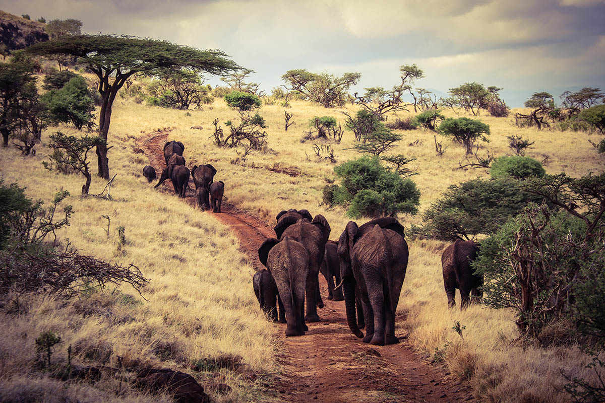 Laikipia Plateau, Kenya.