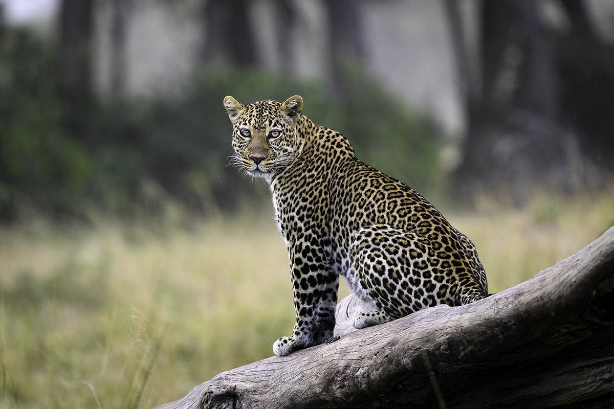 Leopard spotted in the Masai Mara, Kenya | Where to travel between February and April