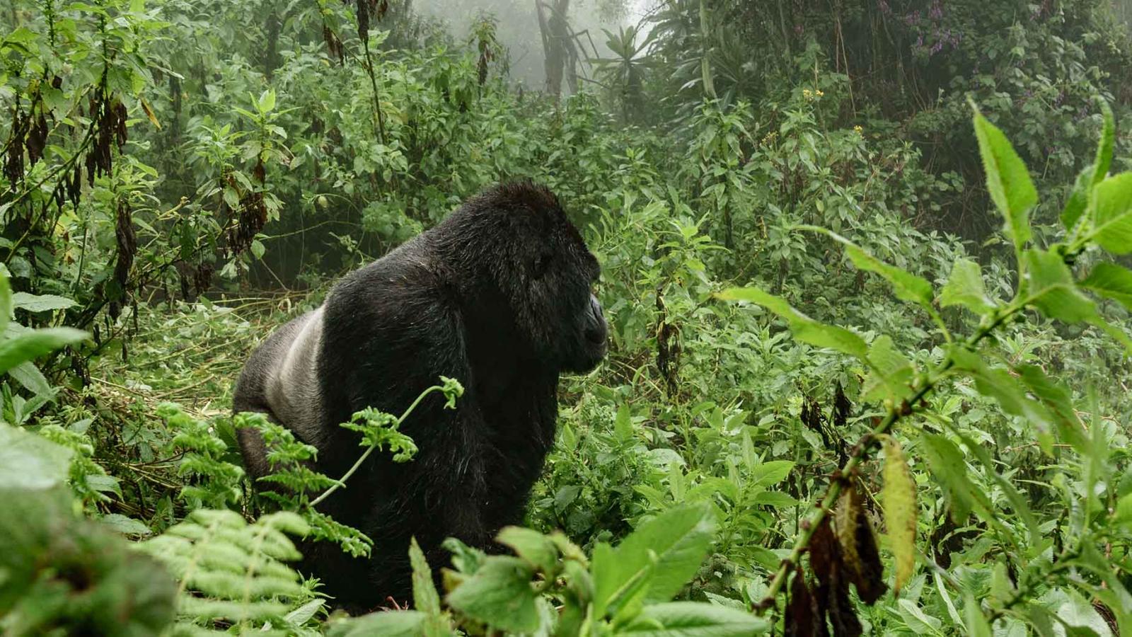 My Dos and Don'ts for gorilla trekking